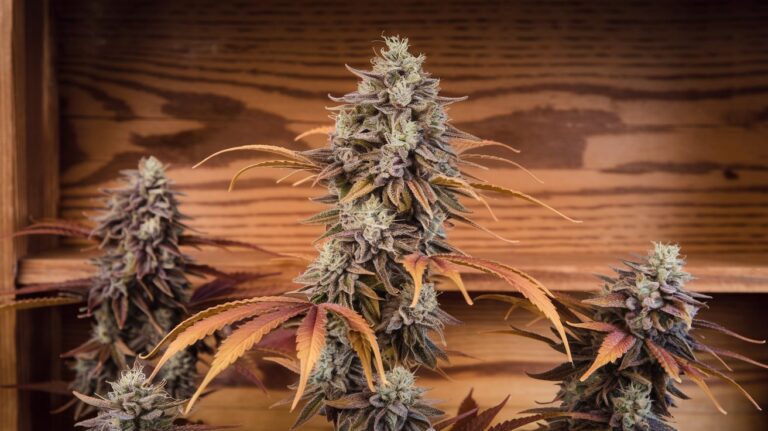 Cannabis Product Potency Explained: Complete 2025 Guide