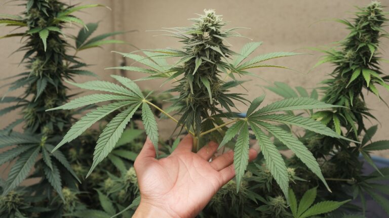 THC Tolerance Buildup Explained: Science & Reset Guide 2025